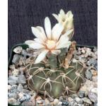 Gymnocalycium piricarpum 4-inch pots