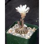 Gymnocalycium ragonesei 4-inch pots