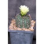 Gymnocalycium schatzilianum 5-inch pots