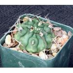 Trichocereus schickendantzii 3-inch pots