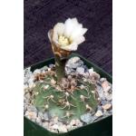 Gymnocalycium triacanthum 4-inch pots