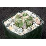Gymnocalycium denudatum 3-inch pots