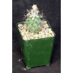 Gymnocactus gielsdorfianus 4-inch pots