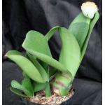 Haemanthus albiflos one-gallon pots