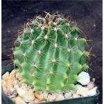 Hamatocactus setispinus 3-inch pots