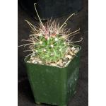 Hamatocactus davisii 4-inch pots