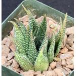 Haworthia limifolia var. gigantea 4-inch pots