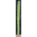 Harrisia jusbertii one-gallon pots