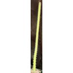 Harrisia adescendens 4-inch pots