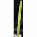 Harrisia jusbertii 5-inch pots