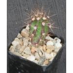 Harrisia simpsonii 2-inch pots