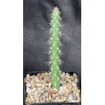 Harrisia adscendens 5-inch pots