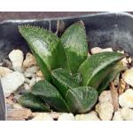 Haworthia cv Melting Pot 2-inch pots