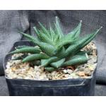Haworthia limifolia var. limifolia one-gallon pots