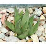 Haworthia angustifolia var. baylissii (Oudekraal) 3-inch pots