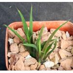 Haworthia angustifolia var. altissima (Riebeek East) 3-inch pots