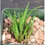 Haworthia angustifolia var. altissima (Riebeek East) 4-inch pots