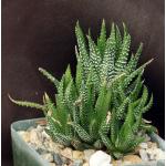 Haworthia attenuata var. attenuata (GM 579) 4-inch pots