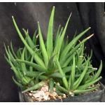 Haworthia attenuata var. radula one-gallon pots