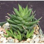 Haworthia cassytha 4-inch pots