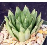Haworthia cooperi var. gordoniana (FSA 192) 4-inch pots