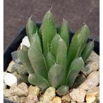 Haworthia cooperi var. cooperi 2-inch pots