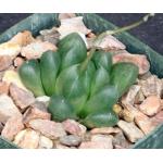 Haworthia cooperi var. truncata (Japan) 3-inch pots