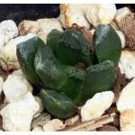 Haworthia cv Ballhog 2-inch pots