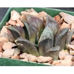 Haworthia cv Chocolate 4-inch pots