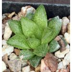 Haworthia cv Flying Monkeys 2-inch pots