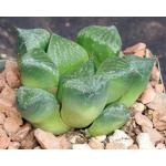 Haworthia cv Grover Saki 4-inch pots