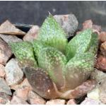 Haworthia cv Katie 2-inch pots