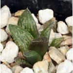 Haworthia cv LOL 2-inch pots