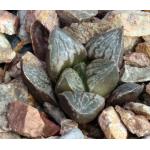 Haworthia cv La Bamba 2-inch pots