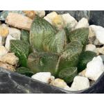 Haworthia cv Meme 2-inch pots