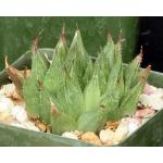 Haworthia cv Ollasonii 4-inch pots