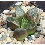 Haworthia cv Rad 2-inch pots