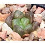 Haworthia cv Kevin 2-inch pots