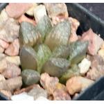 Haworthia cv La Bamba 2-inch pots