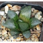 Haworthia cv Chunky 2-inch pots