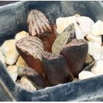 Haworthia cv Meme 2-inch pots
