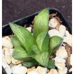 Haworthia cv Qarad 2-inch pots