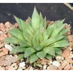 Haworthia cymbiformis var. incurvula 5-inch pots