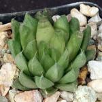 Haworthia cymbiformis var. incurvula 2-inch pots