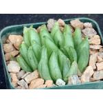 Haworthia cymbiformis var. transiens 3-inch pots