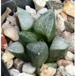 Haworthia emelyae var. comptoniana (GM 266) 2-inch pots