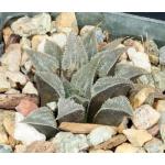 Haworthia emelyae var. major (GM 400) 3-inch pots