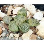 Haworthia emelyae var. emelyae (picta, GM 259) 2-inch pots