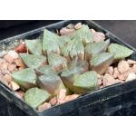 Haworthia emelyae var. emelyae (picta) 5-inch pots