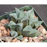 Haworthia emelyae var. major (GM 400) 4-inch pots